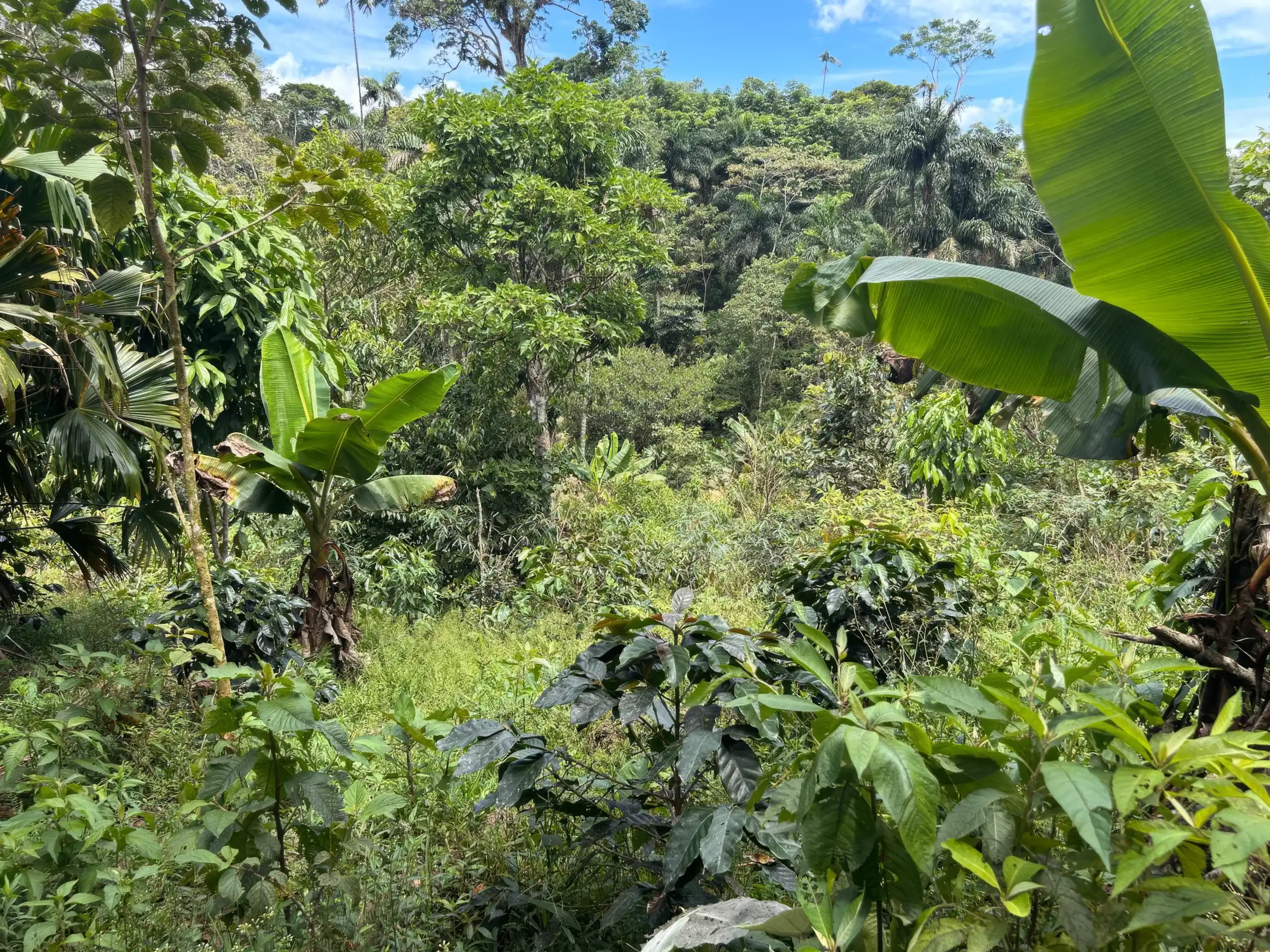Regenwald im ecuadorianischen Amazonas